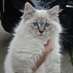 Jennifer Creed Profile Photo - Breeder