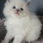 Sandra Profile Photo - Breeder