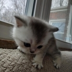 Sarah Profile Photo - Breeder