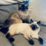 Lindsay Profile Photo - Cattery