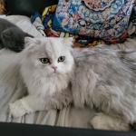 Rayaa Profile Photo - Breeder