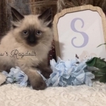 Snows Ragdolls Profile Photo - Breeder