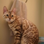 Nina Profile Photo - Breeder