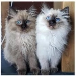 Jessica Profile Photo - Cat Lover