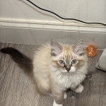 Mai Profile Photo - Breeder