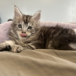 Dakota Profile Photo - Cattery