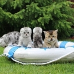 Valeriya Kotsun Kittens Profile Photo - Breeder