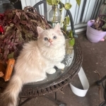 Kelli Profile Photo - Breeder