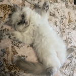 Victoria Profile Photo - Breeder