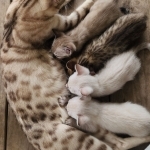 Charles Profile Photo - Cat Lover