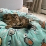 Jacob Profile Photo - Cat Lover