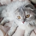 Lulu's Kittens Profile Photo - Cattery