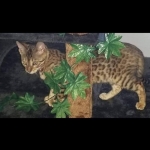 Stephanie Profile Photo - Breeder