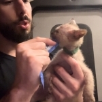 Drew Profile Photo - Cattery