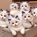 George Profile Photo - Breeder