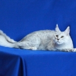 Nadia Profile Photo - Cattery