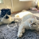 Shelby Profile Photo - Breeder