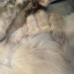 Natalie Profile Photo - Breeder