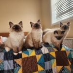 Danica Profile Photo - Breeder