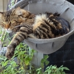 Fernando Profile Photo - Cattery