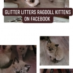 Lyn Profile Photo - Cattery