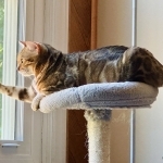 Amparo Profile Photo - Cat Lover