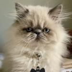 Joseph Profile Photo - Cattery