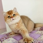 Crown Profile Photo - Breeder