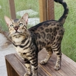 Amaury Medina Profile Photo - Breeder