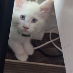 Jean Profile Photo - Cat Lover