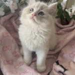 Ohana Ragdolls Profile Photo - Cattery