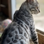 Crystal Profile Photo - Cattery