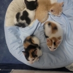 Brenda Profile Photo - Cat Lover