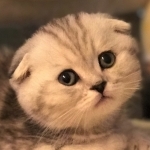 Elena Profile Photo - Breeder