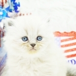 RACHEL Profile Photo - Breeder