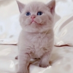 Natalie Profile Photo - Breeder
