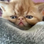 Purr Angels Profile Photo - Breeder