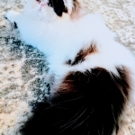 Cassandra Commons Profile Photo - Cattery