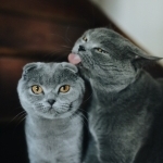 Scottishfoldsac Profile Photo - Breeder