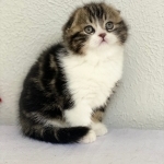 Michael Profile Photo - Breeder