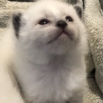 Cindy Profile Photo - Breeder