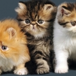 Vanier Persians Profile Photo - Cattery