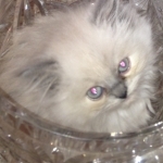 Purznpuff Profile Photo - Cattery